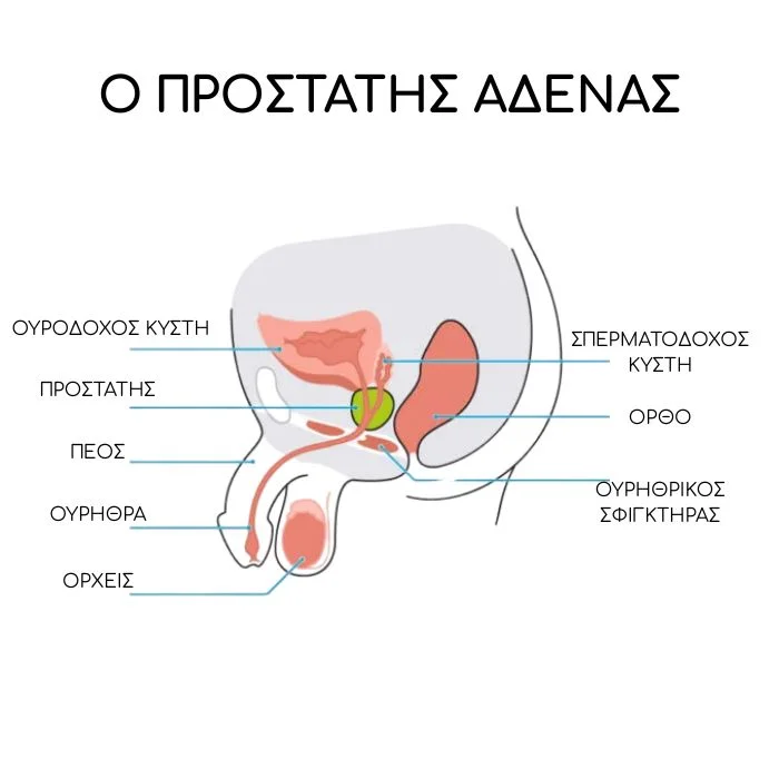 Ανατομικό διάγραμμα του ανδρικού προστάτη με σημειωμένα βασικά σημεία για την κατανόηση του ερεθισμού προστάτη.