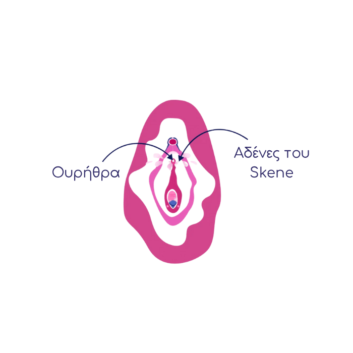 Απλή ροζ εικονογράφηση του γυναικείου αιδοίου με σημειωμένα τα σημεία της ουρήθρας και των αδένων του Skene.